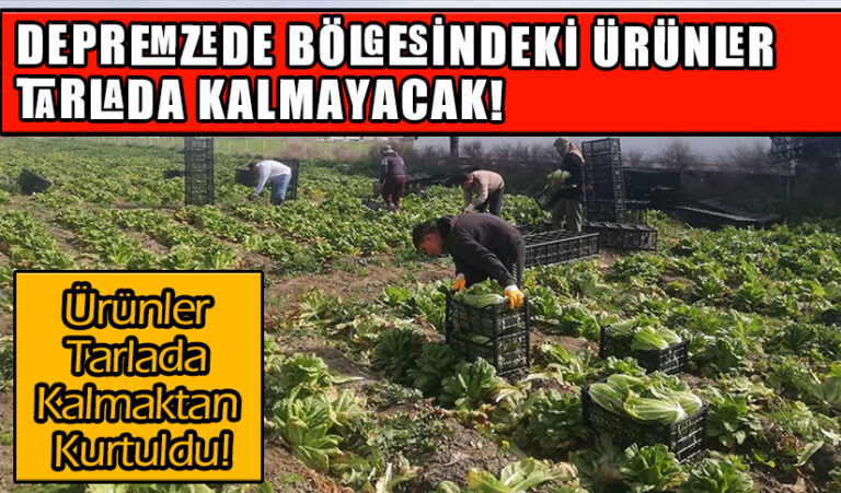 DEPREMZEDE BÖLGESİNDEKİ ÜRÜNLER TARLADA KALMAYACAK!