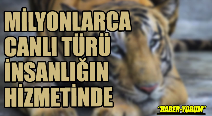 MİLYONLARCA CANLI TÜRÜ İNSANLIĞIN HİZMETİNDE