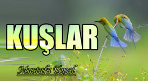 KUŞLAR