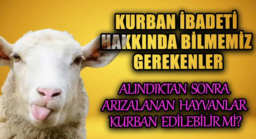 Alındıktan Sonra Arızalanan Hayvanlar Kurban Edilebilir Mi?