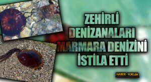 ZEHİRLİ DENİZANALARI MARMARA DENİZİNİ İSTİLA ETTİ