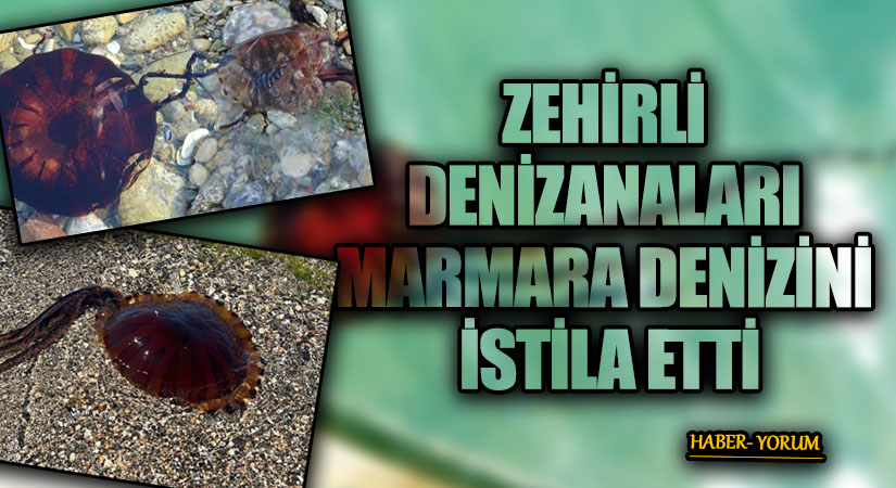 ZEHİRLİ DENİZANALARI MARMARA DENİZİNİ İSTİLA ETTİ