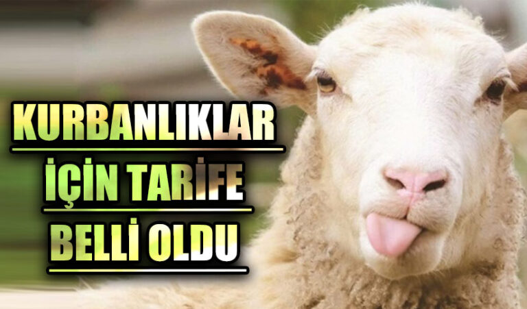 Kurban Bayramı Heyecanı Başladı! Kurbanlıklar İçin Tarife Belli Oldu