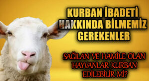 Sağılan Ve Hamile Olan Hayvanlar Kurban Edilebilir Mi?