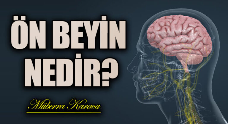 Ön Beyin Nedir?