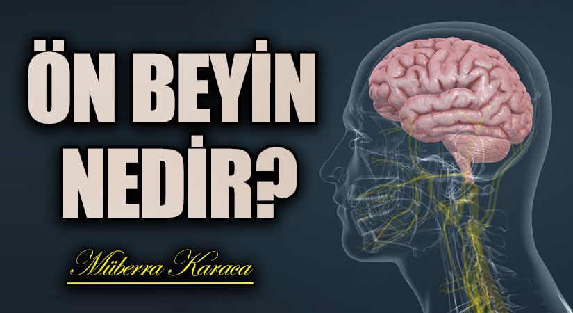 Ön Beyin Nedir?
