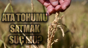 ATA TOHUMU SATMAK SUÇ MU?