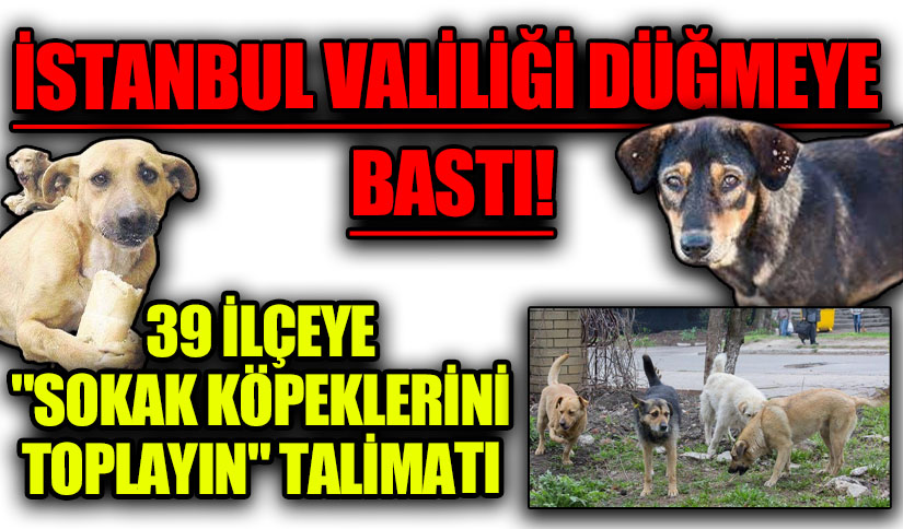 İstanbul Valiliği Düğmeye Bastı! 39 İlçeye “Sokak Köpeklerini Toplayın” Talimatı