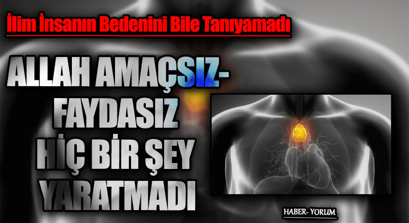 ALLAH AMAÇSIZ-FAYDASIZ HİÇ BİR ŞEY YARATMADI