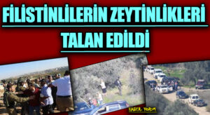 Filistinlilerin Zeytinlikleri Talan Edildi