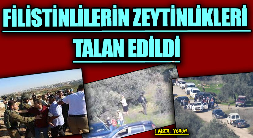 Filistinlilerin Zeytinlikleri Talan Edildi