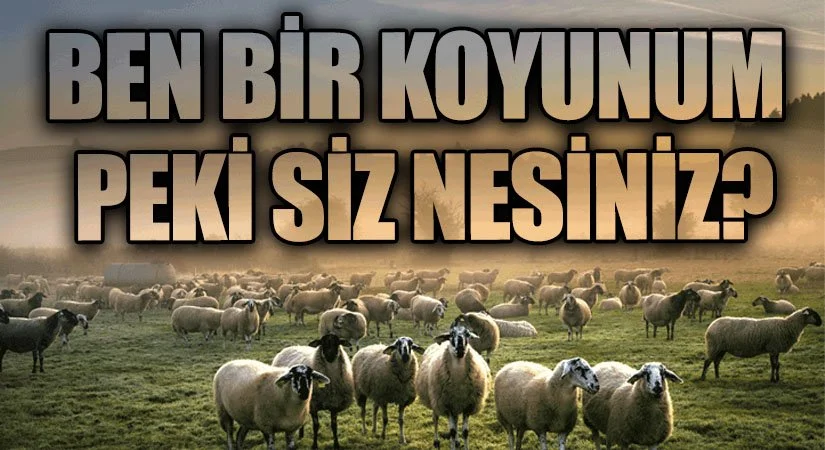 siz nesiniz