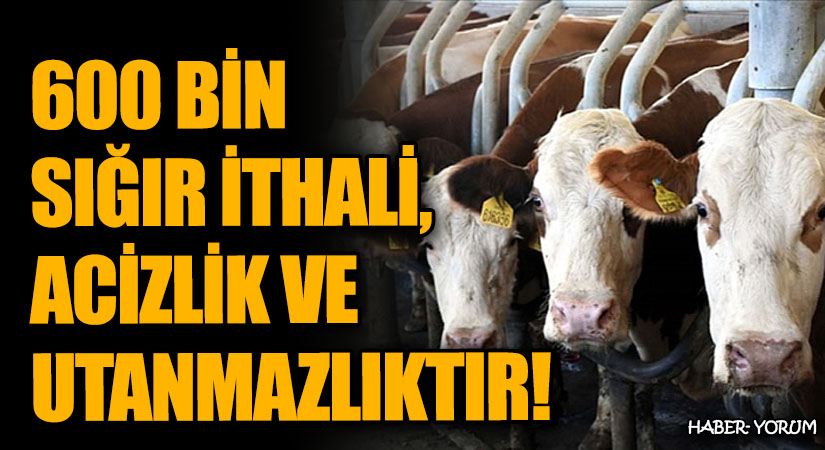 600 BİN SIĞIR İTHALİ, ACİZLİK VE UTANMAZLIKTIR   