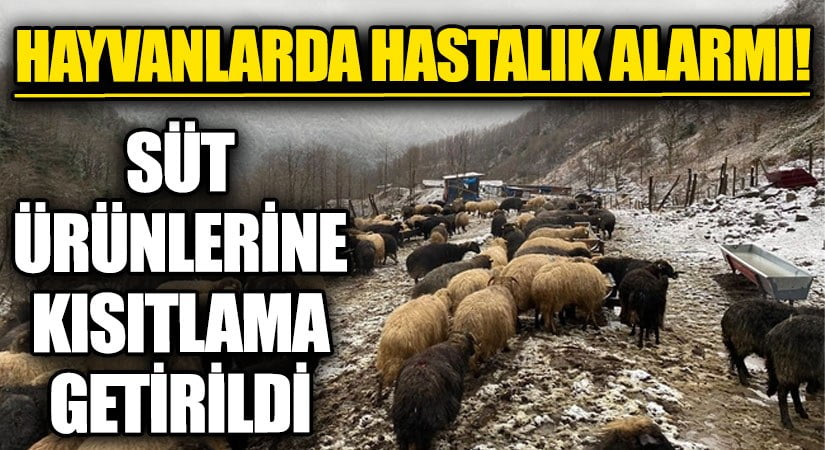 Koyun ve Keçi Çiçeği Hastalığına Karşı Mücadele Başladı 