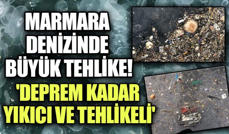 Marmara Denizi’nde Alarm: Denizanaları Ekosistemi Tehdit Ediyor