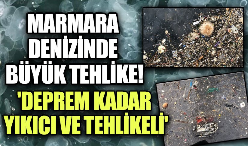Marmara Denizi’nde Alarm: Denizanaları Ekosistemi Tehdit Ediyor