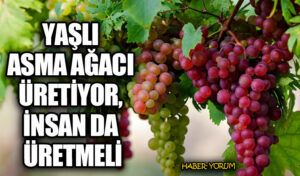 YAŞLI ASMA AĞACI ÜRETİYOR, İNSAN DA ÜRETMELİ