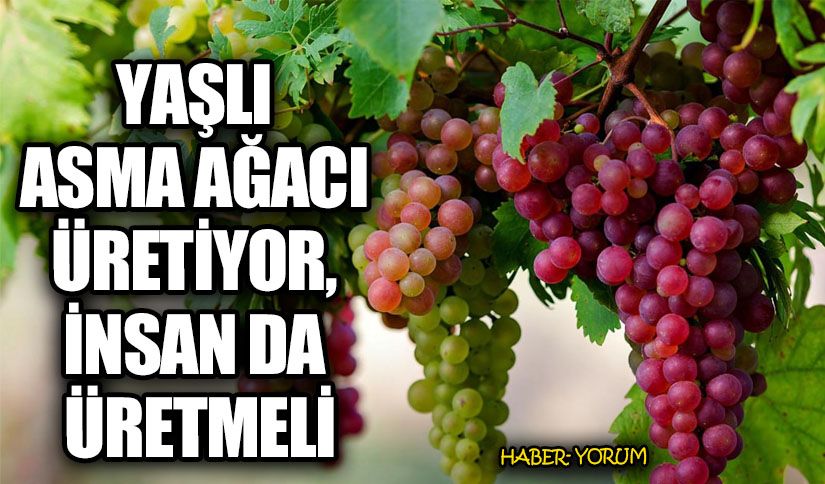 YAŞLI ASMA AĞACI ÜRETİYOR, İNSAN DA ÜRETMELİ
