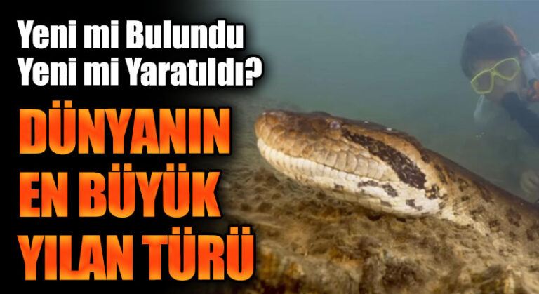 DÜNYANIN EN BÜYÜK YILAN TÜRÜ