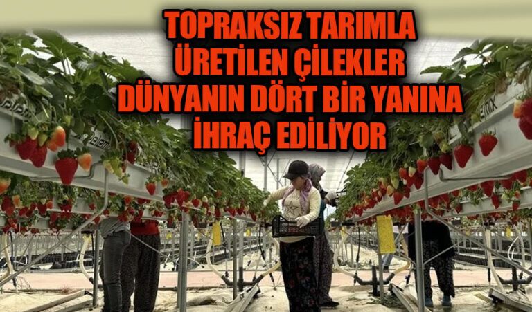 Muğla Seydikemer’de İnovatif Tarım: Pilotun Topraksız Çilek Üretimi