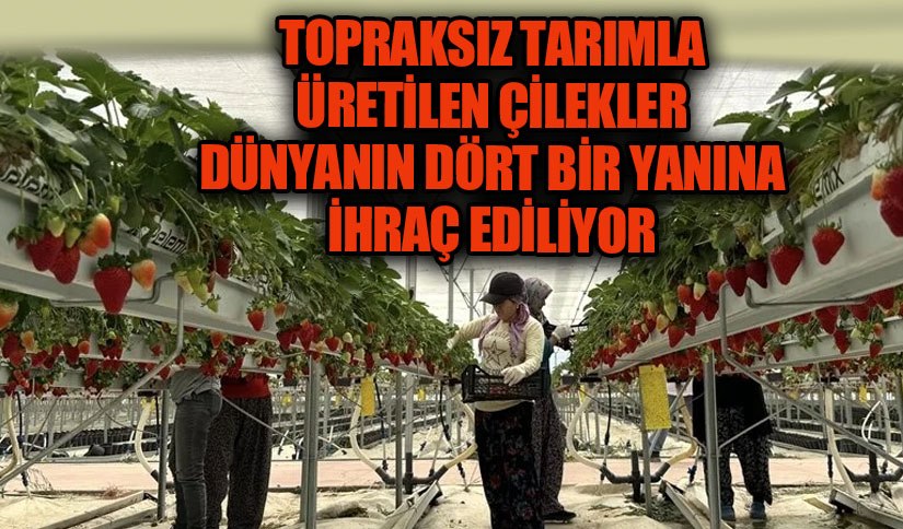 Muğla Seydikemer’de İnovatif Tarım: Pilotun Topraksız Çilek Üretimi