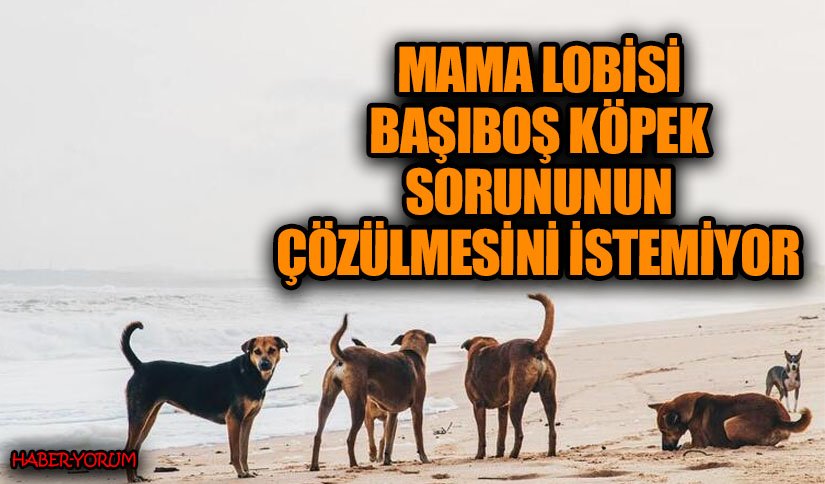 Mama Lobisi Başıboş Köpek Sorununun Çözülmesini İstemiyor