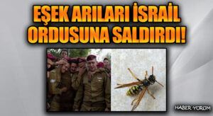 Eşek Arıları İsrail Ordusuna Saldırdı