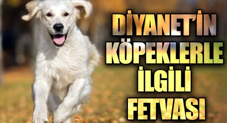 DİYANET’İN KÖPEKLERLE İLGİLİ FETVASI