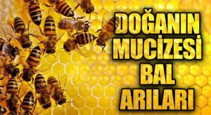Doğanın Mucizesi Bal Arıları