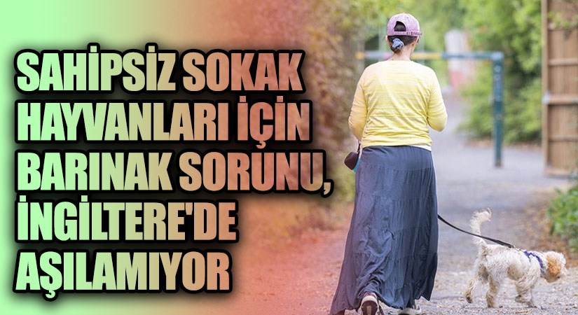 Sahipsiz Sokak Hayvanları İçin Barınak Sorunu, İngiltere’de Aşılamıyor