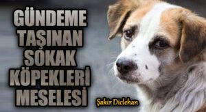 GÜNDEME TAŞINAN SOKAK KÖPEKLERİ MESELESİ
