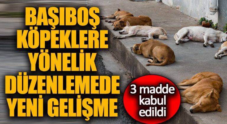 Başıboş Köpeklere Yönelik Düzenlemede 3 Madde Kabul Edildi!