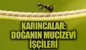 Karıncalar: Doğanın Mucizevi İşçileri