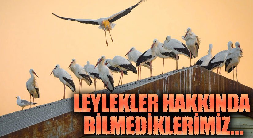 Leylekler Hakkında Bilmediklerimiz..
