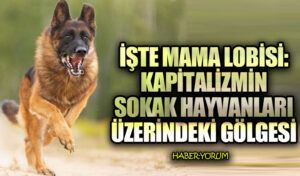 İşte Mama Lobisi: Kapitalizmin Sokak Hayvanları Üzerindeki Gölgesi