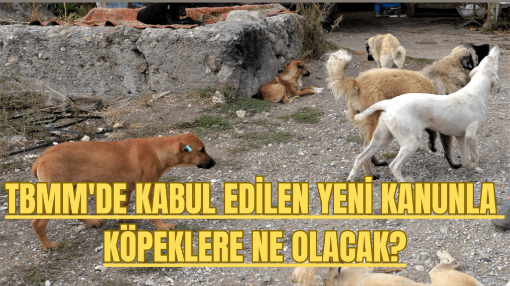 TBMM’de Kabul Edilen Yeni Kanunla Sahipsiz Köpeklere Ne Olacak?