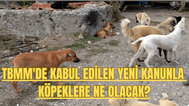 TBMM’de Kabul Edilen Yeni Kanunla Sahipsiz Köpeklere Ne Olacak?