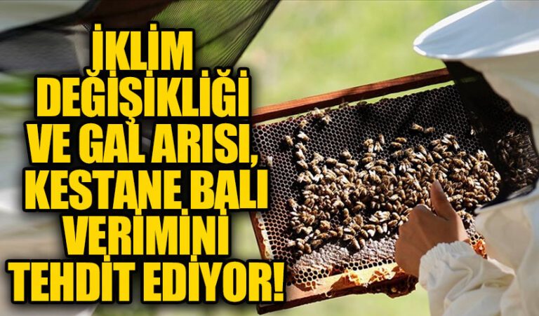 İklim Değişikliği ve Gal Arısı, Kestane Balı Verimini Tehdit Ediyor