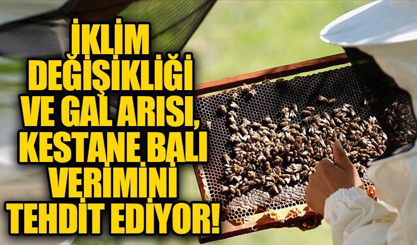 İklim Değişikliği ve Gal Arısı, Kestane Balı Verimini Tehdit Ediyor