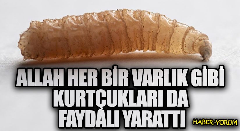 ALLAH HER BİR VARLIK GİBİ KURTÇUKLARI DA FAYDALI YARATTI