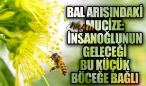 Bal Arısındaki Mucize: İnsanoğlunun Geleceği Bu Küçük Böceğe Bağlı