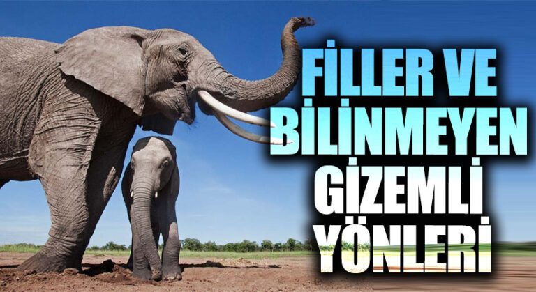 FİLLER VE BİLİNMEYEN GİZEMLİ YÖNLERİ