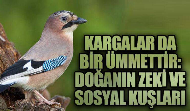 Kargalar da Bir Ümmettir: Doğanın Zeki ve Sosyal Kuşları