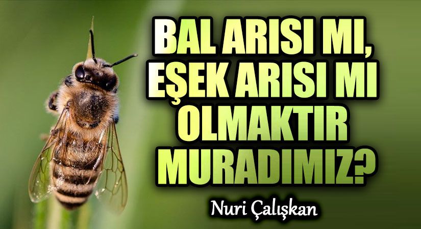 BAL ARISI MI, EŞEK ARISI MI OLMAKTIR MURADIMIZ?