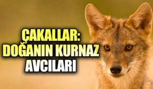 Çakallar: Doğanın Kurnaz Avcıları