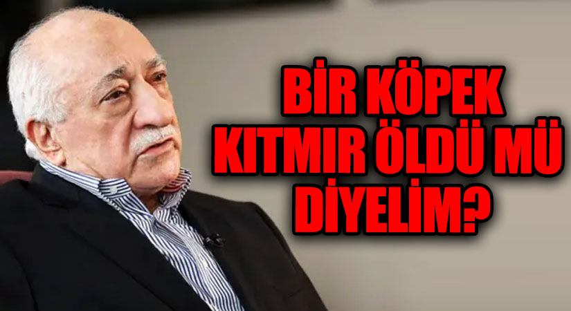 BİR KÖPEK / KITMIR ÖLDÜ MÜ DİYELİM?