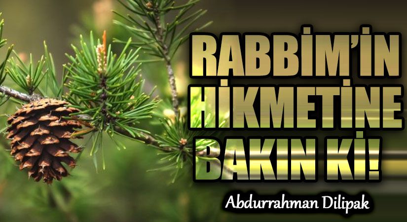 RABBİM’İN HİKMETİNE BAKIN Kİ!      