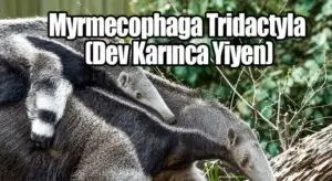 Myrmecophaga tridactyla (Dev Karınca Yiyen)
