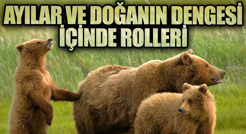 Ayılar ve Doğanın Dengesi İçinde Rolleri