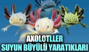 Axolotller- Suyun Büyülü Yaratıkları